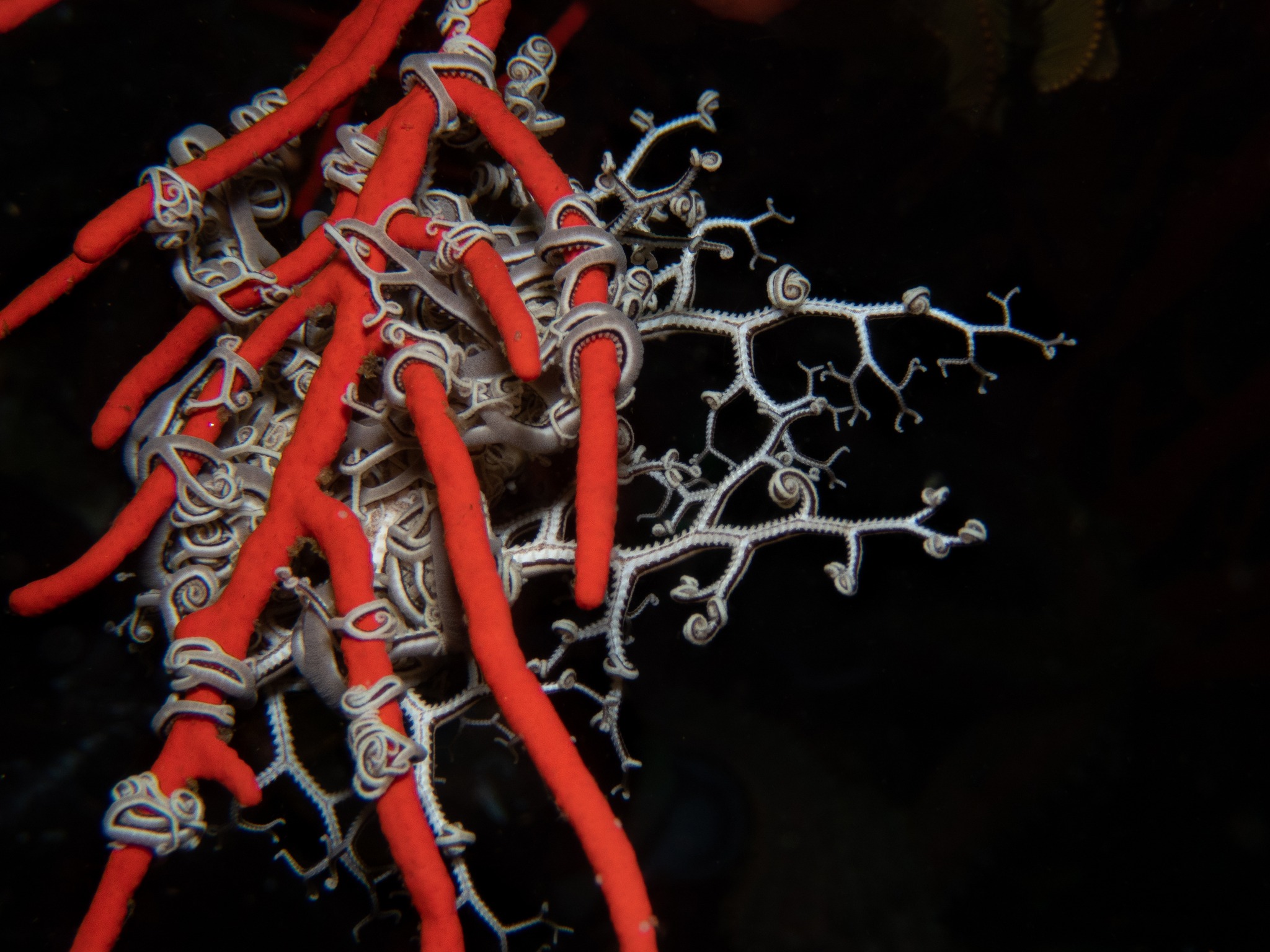 280635264_1010608333180788_9202713747707078587_n